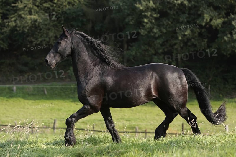 Friesian, Friesian horse