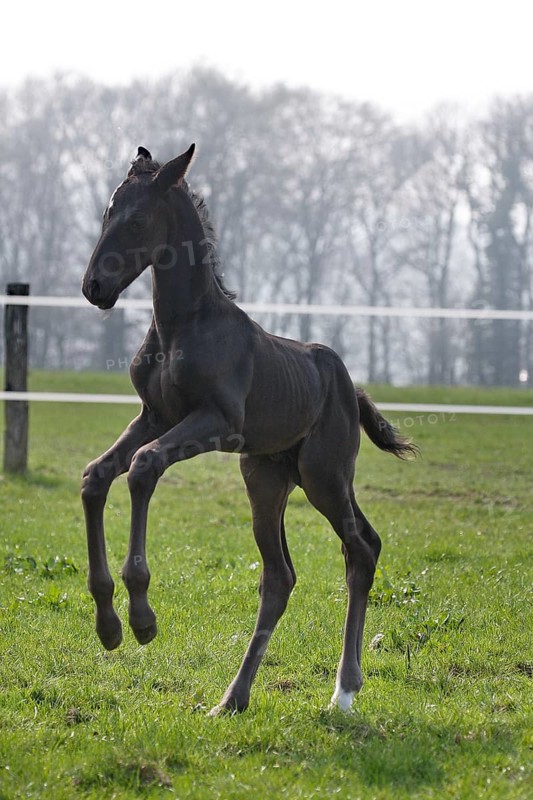 Hanoverian, foal