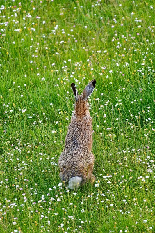 A brown hare (Lepus europaeus) seen from behind standing in a green meadow surrounded by grass and wildflowers, Wismar, Muehlenteich, Mecklenburg-Western Pomerania, Germany, Europe