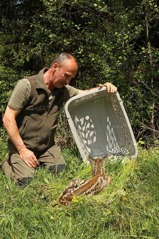 European roe deer (Capreolus capreolus) fawn rescue, fawn rescued in front of mowing is released after mowing, Allgaeu, Bavaria, Germany, Europe