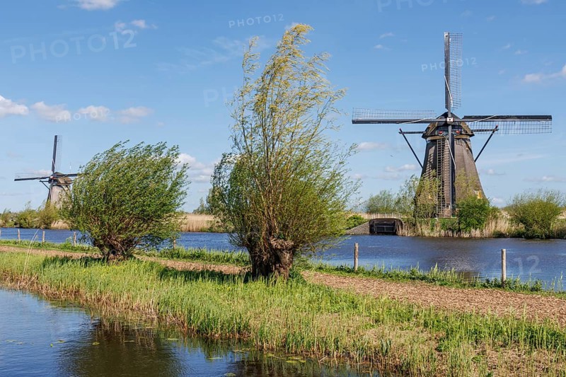 Two large windmills and trees on the riverbank under a blue sky, many historic windmills on a river in the middle of fields, Kinderdijk, Netherlands