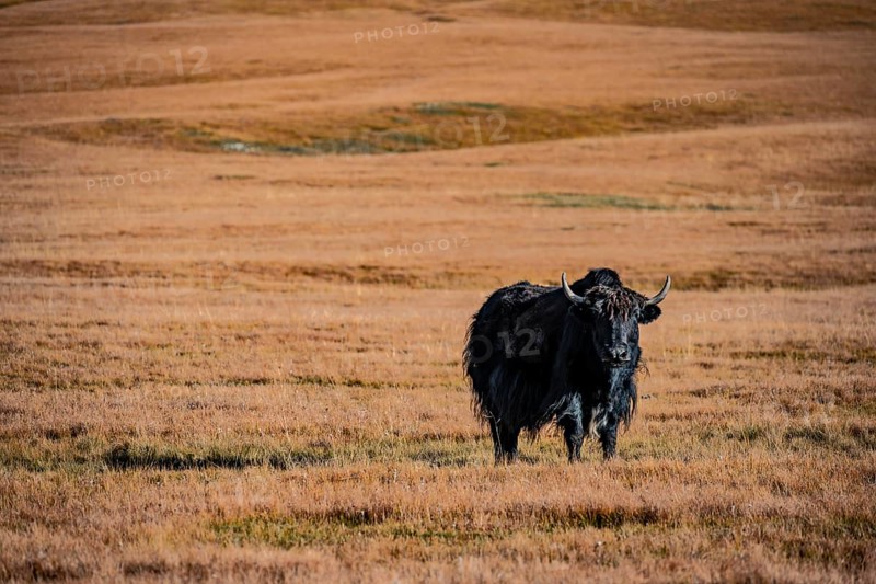 Yak on the autumnal plateau with yellow grass, Tian Shan, Sky Mountains, Sary Jaz Valley, Kyrgyzstan, Asia