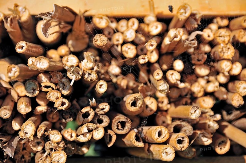 Nesting aid for wild bees and other insects with elder stems, wild bee nesting aid, insect nesting aid, insect hotel