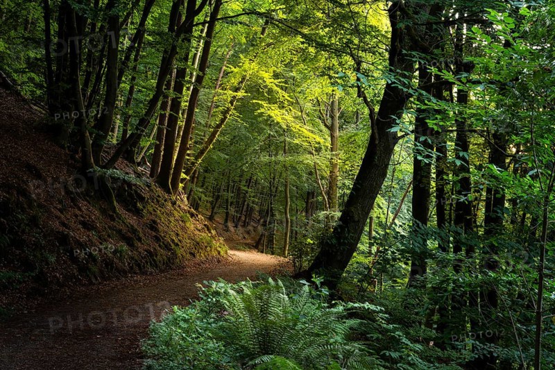A forest path in a mixed forest with many beech trees in summer. A chestnut tree to the right of the path. Hiking trail Neckarsteig. Neckargemuend, Kleiner Odenwald, Baden-Wuerttemberg, Germany, Europe