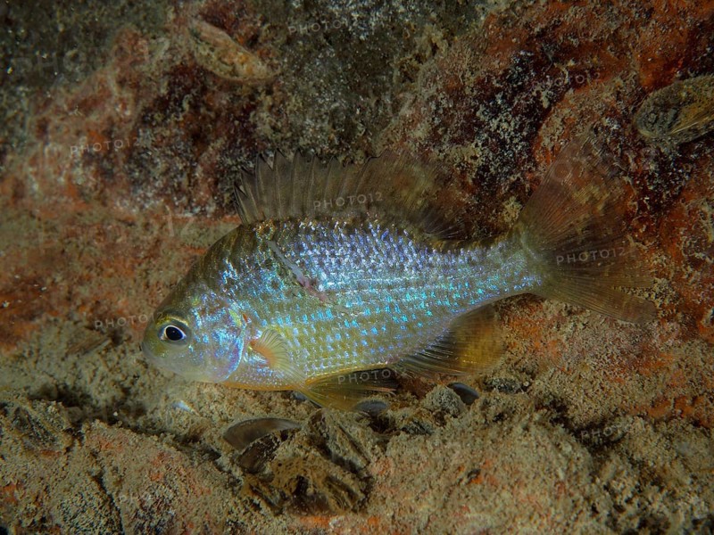 A fish with iridescent scales, pumpkinseed sunfish (Lepomis gibbosus), rests on the sandy bottom of a body of water. Dive site Pumpwerk Rueschlikon, Lake Zurich, Canton Zurich, Switzerland, Europe