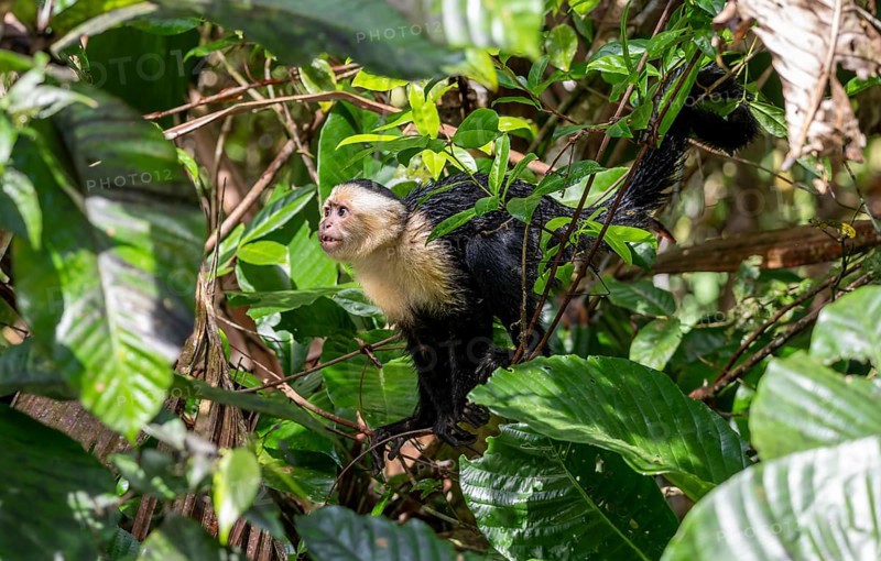 White-headed capuchin (Cebus imitator), walking on a branch between leaves, Tortuguero National Park, Costa Rica, Central America