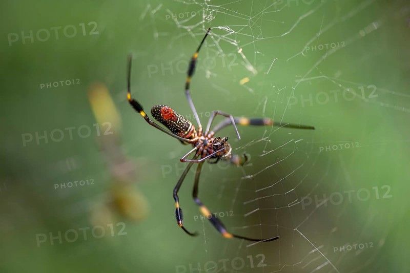 Golden silk spider (Nephila clavipes) sitting in its web, Tortuguero National Park, Costa Rica, Central America