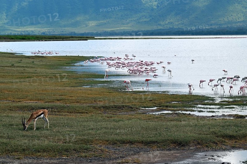 Thomson's Gazelle (Eudorcas thomsonii) and Lesser flamingos (Phoeniconaias minor), Ngorongoro Crater, Ngorongoro Conservation Area, Tanzania, Africa