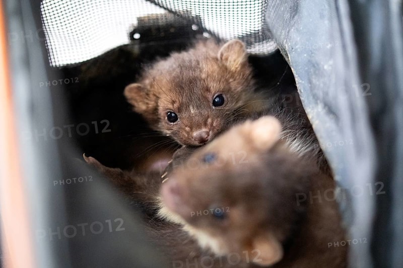 Beech marten (Martes foina), practical animal welfare, two young animals in a transport box in a wildlife rescue centre, North Rhine-Westphalia, Germany, Europe