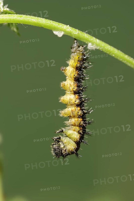 Small tortoiseshell (Nymphalis urticae, Aglais urticae), caterpillar shortly in front of pupation, North Rhine-Westphalia, Germany, Europe