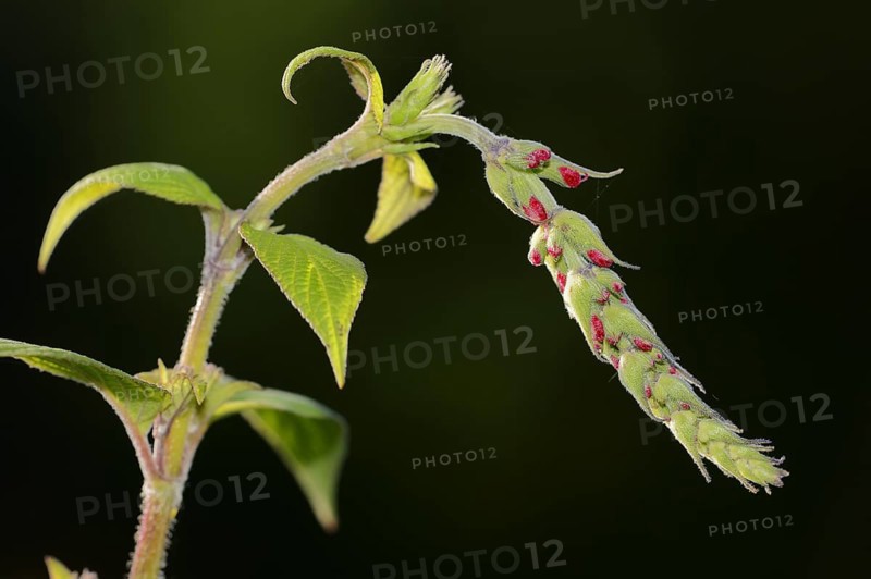 Honeydew melon sage or pineapple sage (Salvia elegans), flower, ornamental plant, North Rhine-Westphalia, Germany, Europe