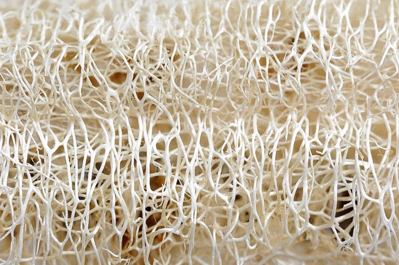 Sponge cucumber (Luffa aegyptiaca, Luffa cylindrica), fibrous interior of the ripe fruit, used as a loofah sponge, massage and bath sponge