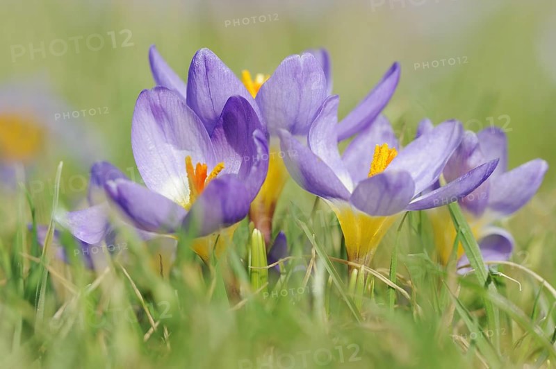 Sieber's crocus or Greek dwarf crocus (Crocus sieberi), North Rhine-Westphalia, Germany, Europe
