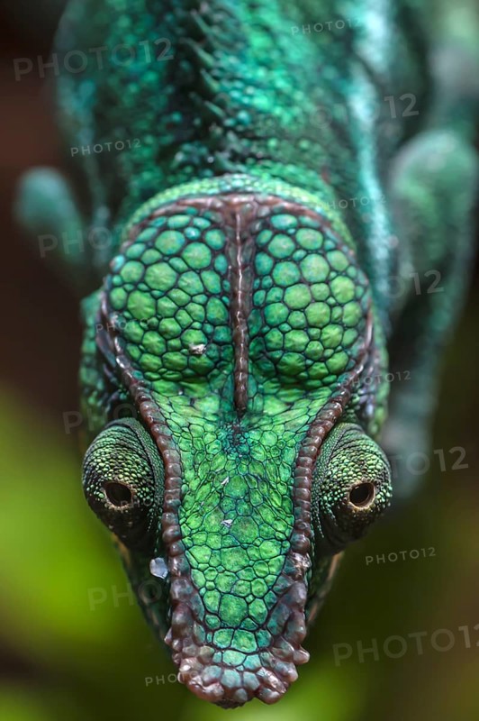 Panther Chameleon, terrarium in the Nuremberg Zoo, Nuremberg, Middle Franconia, Bavaria, Germany, Europe