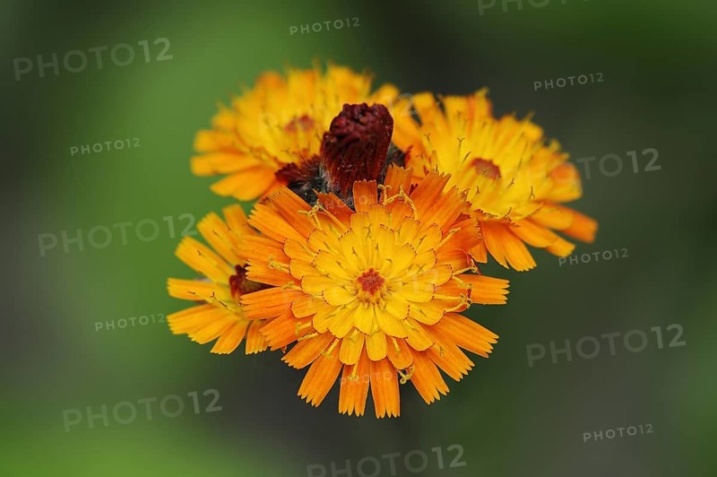 Fox-and-cubs (Hieracium aurantiacum), flowers, North Rhine-Westphalia, Germany, Europe