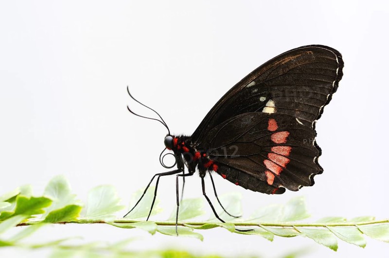 Parides butterfly or Parides moth (Parides iphidamas) against a white background, captive, occurring in Central and South America