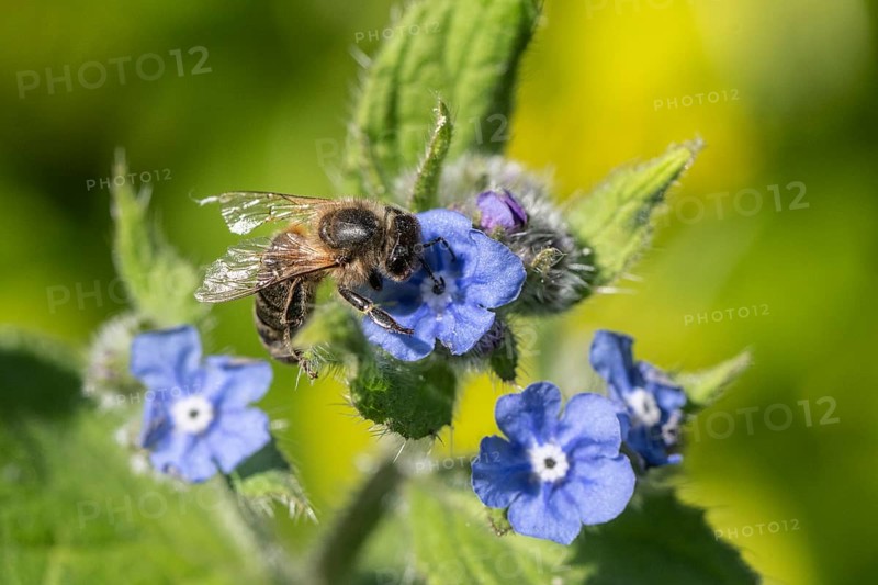 Honey bee (Apis mellifera) on Spanish ox tongue (Pentaglottis sempervirens), Emsland, Lower Saxony, Germany, Europe
