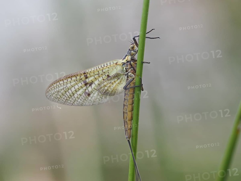 Dragonfly, rats, Styria, Austria, Europe