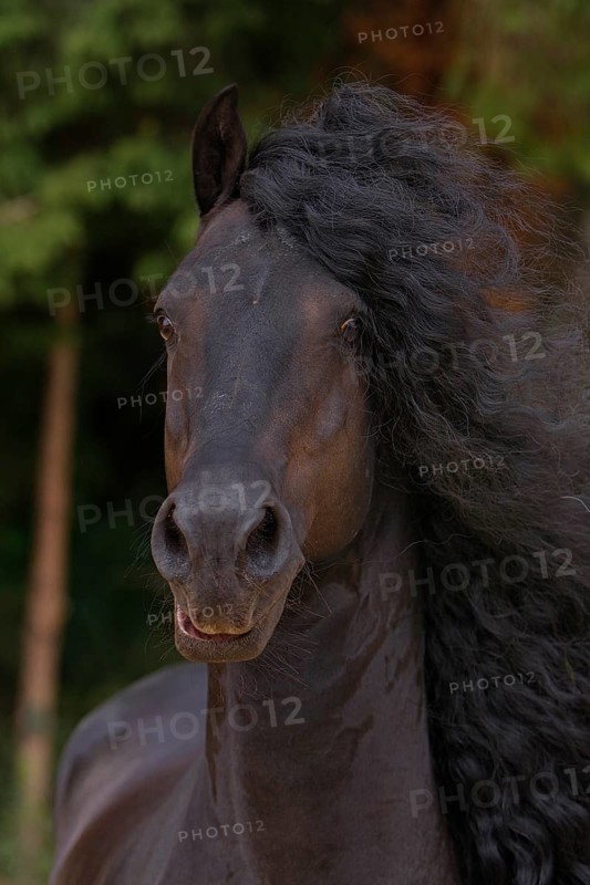 Friesian, Friesian horse