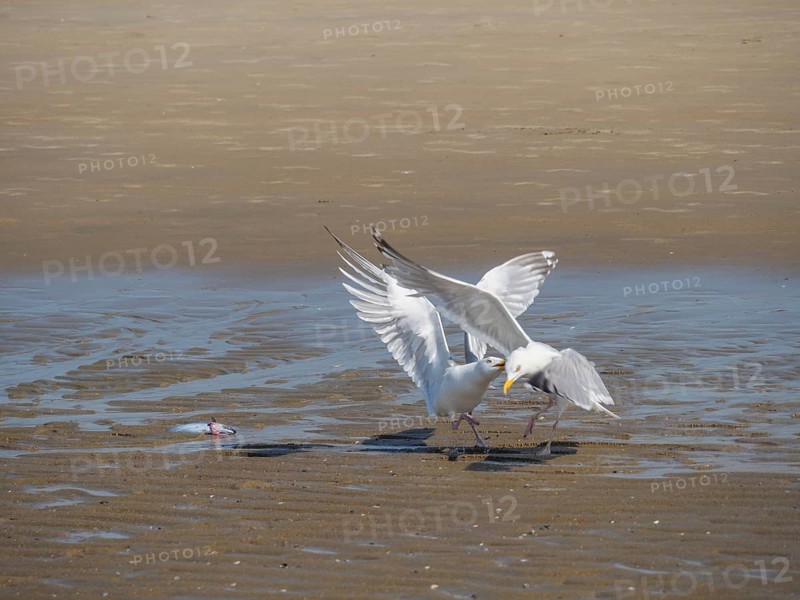 Two seagulls arguing over a fish on the beach and spreading their wings, quarrelling seagulls on a North Sea beach at low tide, larinae, de haan, Belgium, Europe