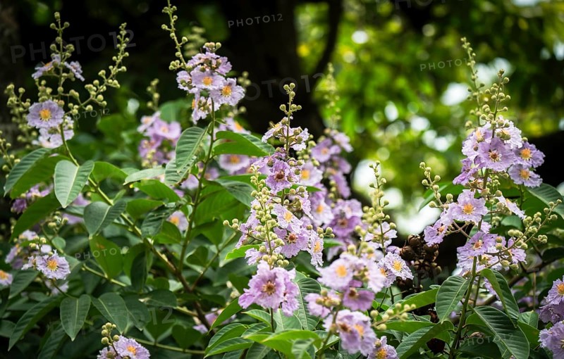 Natural Queens Crape Myrtle (Lagerstroemia speciosa) violet flowers blooming in a forest