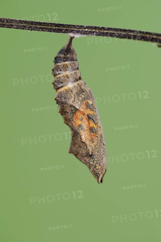 Small tortoiseshell (Nymphalis urticae, Aglais urticae), pupa shortly in front of hatching, North Rhine-Westphalia, Germany, Europe