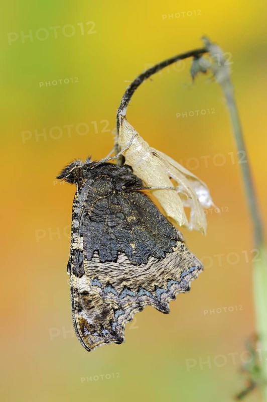 Small tortoiseshell (Nymphalis urticae, Aglais urticae) freshly hatched, North Rhine-Westphalia, Germany, Europe
