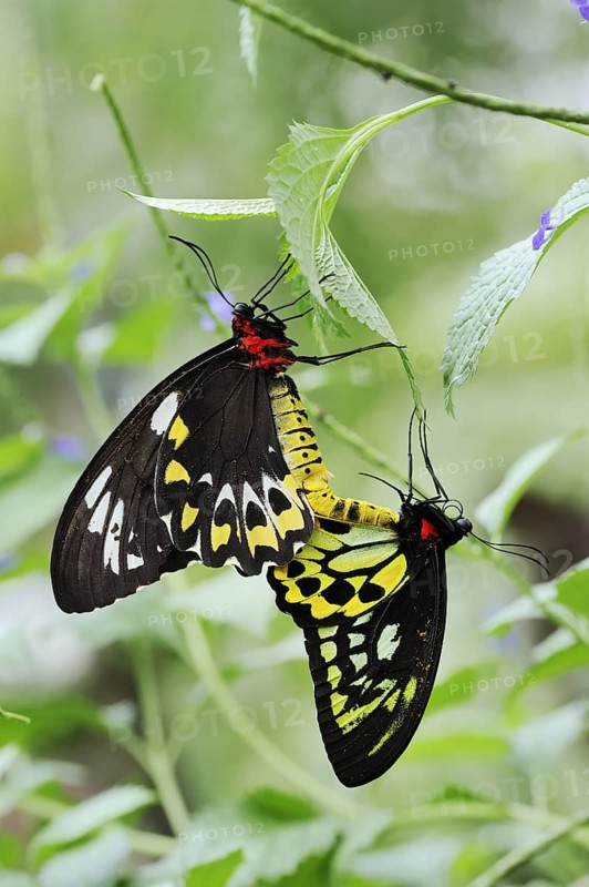 Bird moth (Ornithoptera priamus), male and female copulating, captive, occurrence in Australia