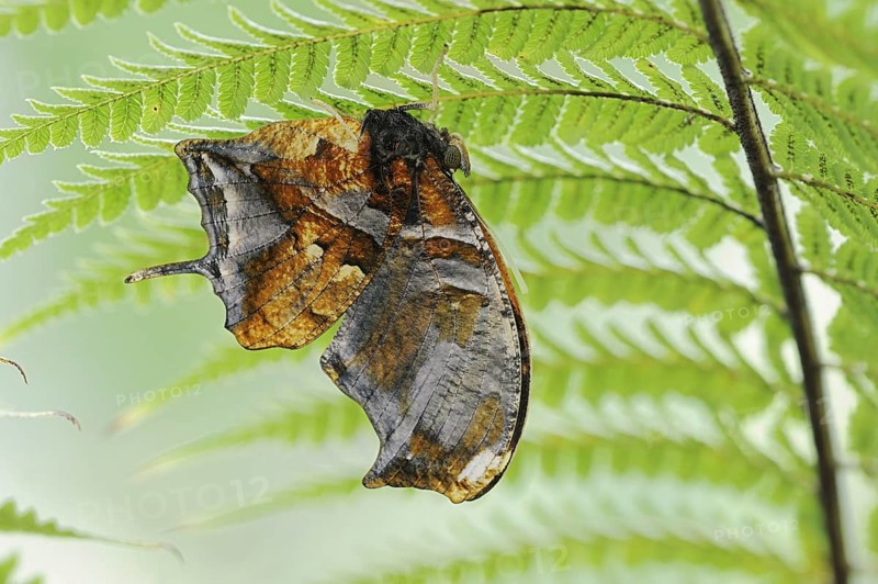 Butterfly 'Tiger Leafwing' (Consul fabius), captive, occurring in Central and South America