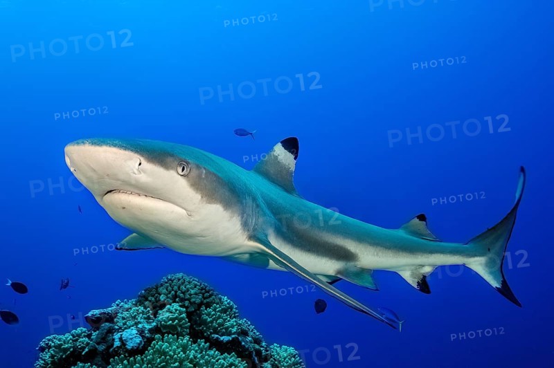 Blacktip reef shark (Carcharhinus melanopterus) Blacktip reef shark swimming with spread fins Shark fins searching for prey through coral reef, Pacific Ocean, Yap Island, Yap State, Caroline Islands, FSM, Federated States of Micronesia, Australia, Oceania