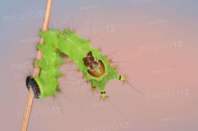 Indian luna moth (Actias selene), caterpillar, captive, occurrence in Asia