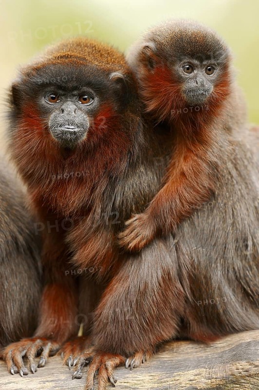 Coppery titi or red titi (Plecturocebus cupreus, Callicebus cupreus), female with young, captive, occurring in Brazil and Peru