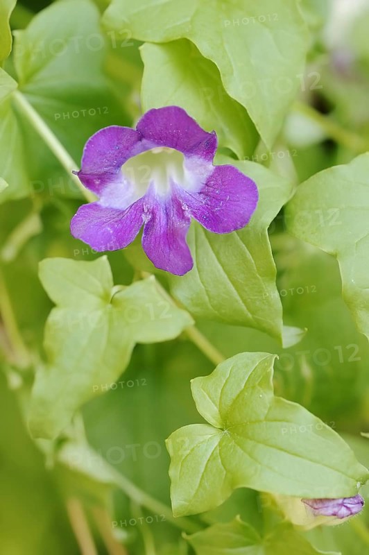 Gloxinia bindweed or climbing snapdragon (Asarina barclaiana, Maurandya barclayana), flower, native to Mexico