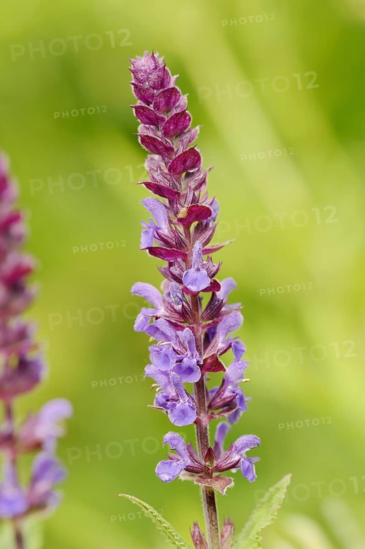 Woodland sage (Salvia nemorosa), ornamental plant, North Rhine-Westphalia, Germany, Europe