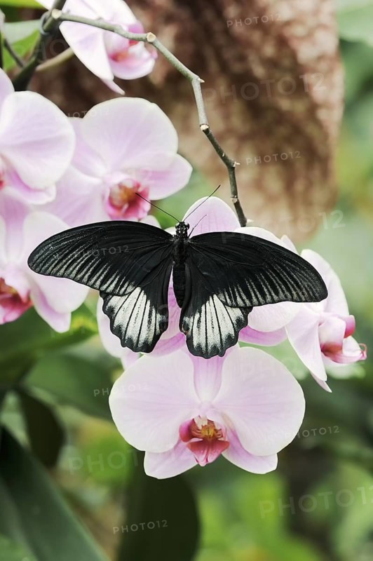 Scarlet Swallowtail (Papilio rumanzovia), male on flowers of a butterfly orchid (Phalaenopsis spec.), captive, occurrence in the Philippines