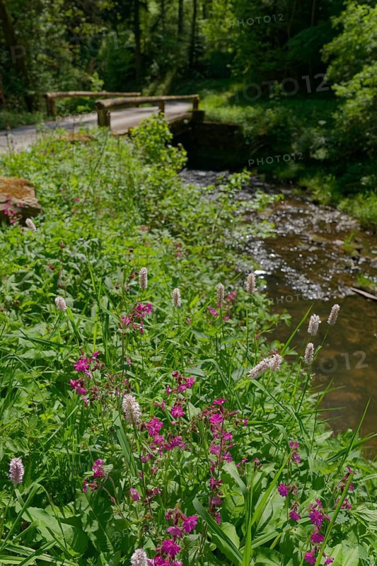 Bridge in the Rottal valley between Wielandsweiler and Roesersmuehle, Rot, Fichtenberger Rot, cycle path, spring, May, Swabian-Franconian Forest nature park Park, Hohenlohe, Heilbronn-Franconia, Baden-Wuerttemberg, Germany, Europe