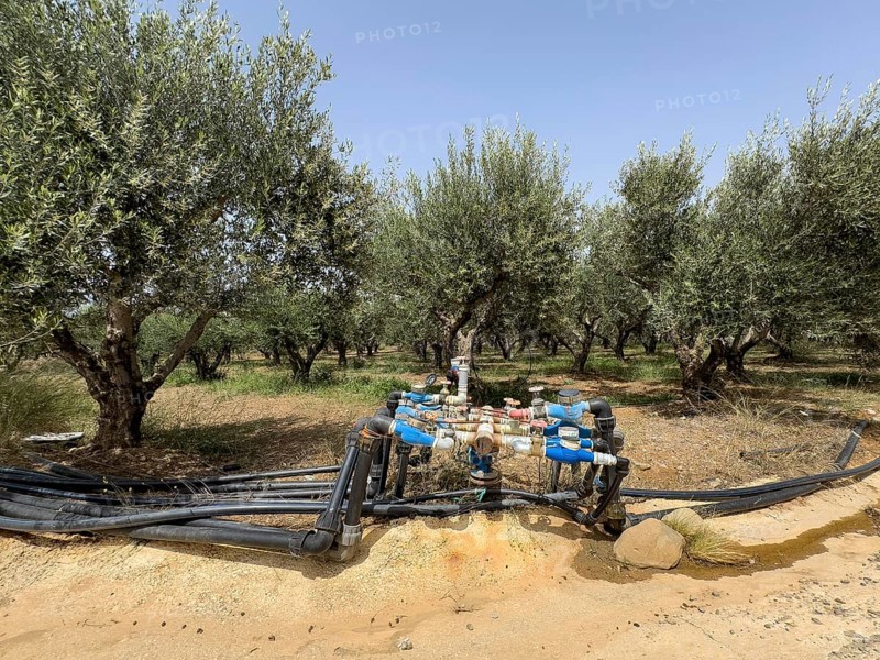 Irrigation irrigation distributor irrigation system water supply with high water consumption of for olive trees (Olea europaea) olive tree on plantation of olive olive plantation with nutrient-poor soil system of water taps water crane water cranes many hoses water hoses, Crete, Greece, Europe