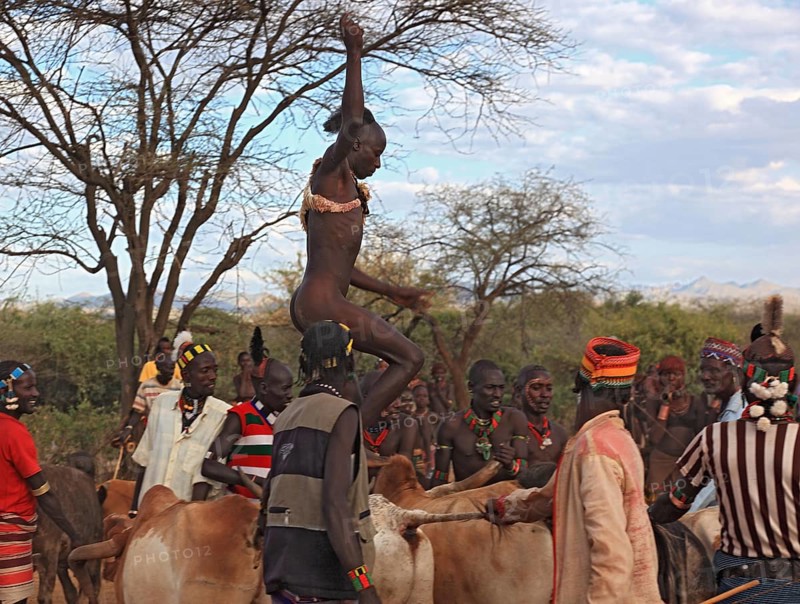 South Ethiopia, Omo region, among the Hamar tribe, Hamer, Hamma, Hammer, Amar or Amer, initiation rituals, ceremony, a youth jumping over the bulls, bull jumping, Ethiopia, Africa