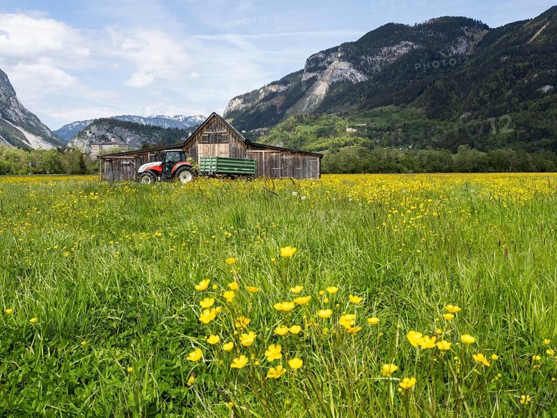 Meadow with tall buttercups (Ranunculus acris), greater buttercup, common buttercup, behind hay barn with tractor, near Irdning, Styria, Austria, Europe