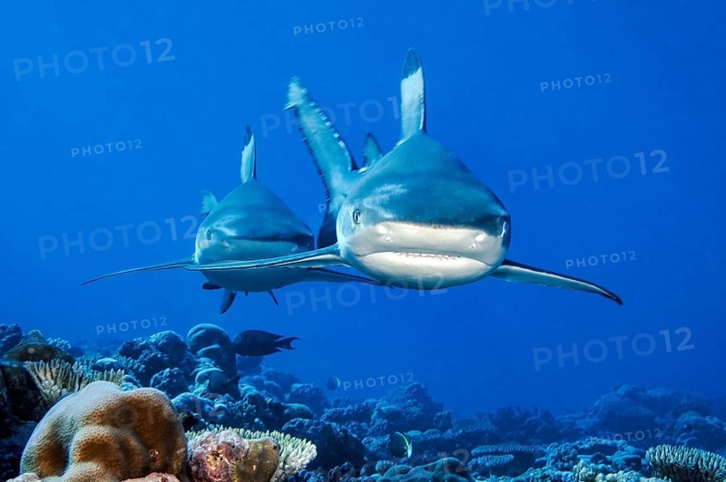 Two sharks blacktip reef sharks (Carcharhinus melanopterus) Blacktip reef shark Shark swimming head-on towards observer, Pacific Ocean, Yap Island, Yap State, Caroline Islands, FSM, Federated States of Micronesia, Australia, Oceania