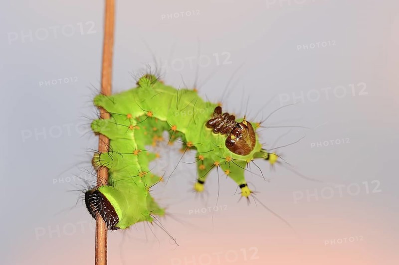 Indian luna moth (Actias selene), caterpillar, captive, occurrence in Asia