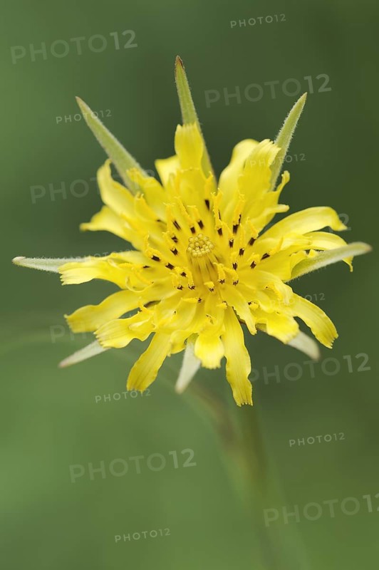 Meadow salsify (Tragopogon pratensis), flower, North Rhine-Westphalia, Germany, Europe