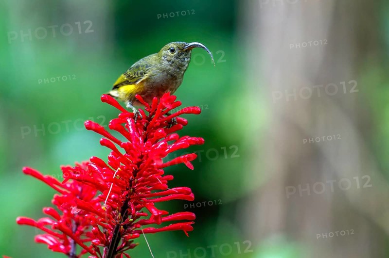 A small bird with a curved beak sits on a red inflorescence in green surroundings, Madagascar, Africa