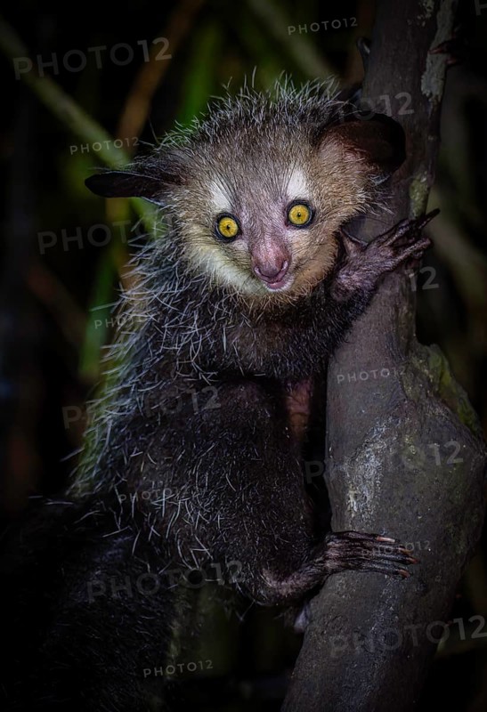 An aye-aye lemur with big eyes clings to a tree at dusk, Madagascar, Africa