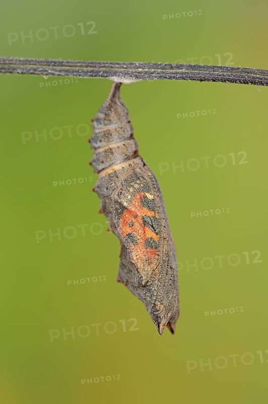 Small tortoiseshell (Nymphalis urticae, Aglais urticae), pupa shortly in front of hatching, North Rhine-Westphalia, Germany, Europe