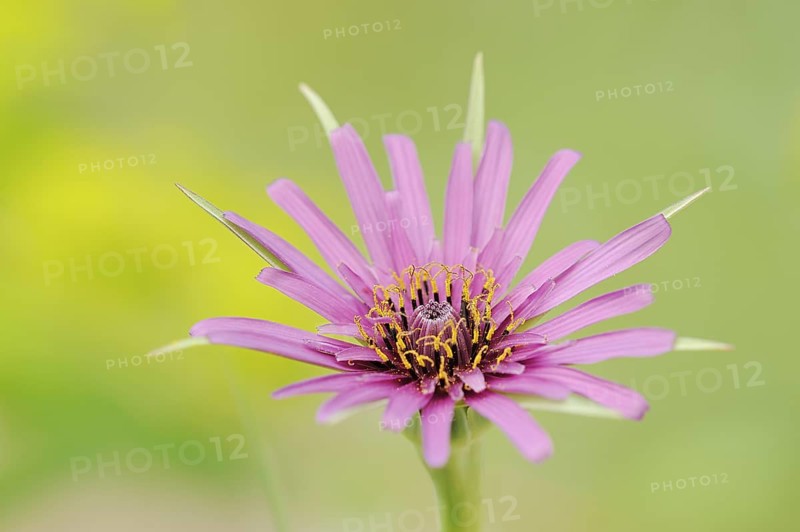 Purple salsify (Tragopogon porrifolius), flower, Provence, France, Europe