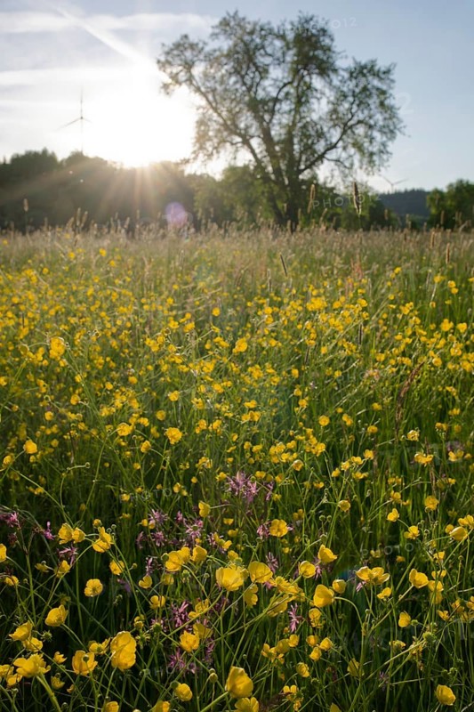 Flower meadow at dusk, wind power, wind turbine, wind energy, renewable energies, Mainhardt Forest, Swabian-Franconian Forest nature park Park, Hohenlohe, Schwaebisch Hall, Starkholzbach, Baden-Wuerttemberg, Germany, Europe