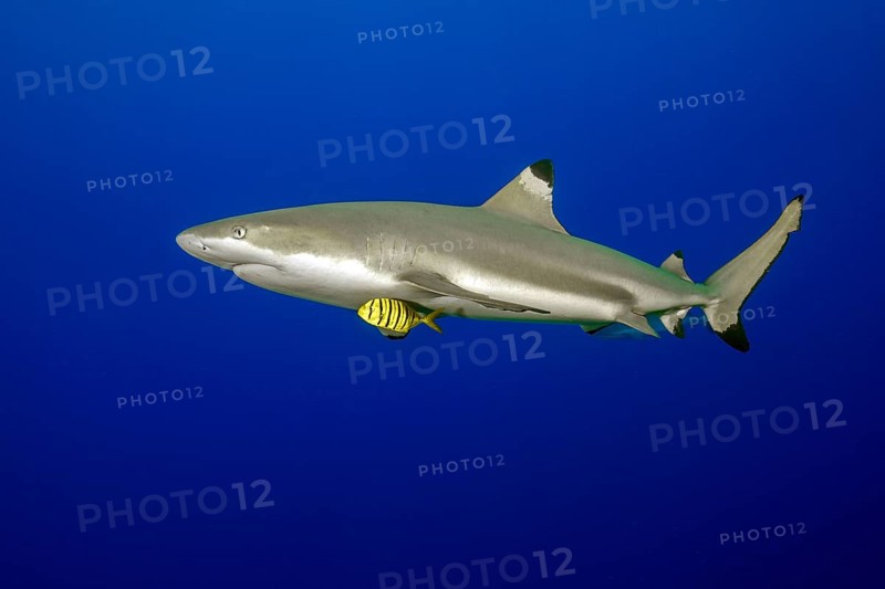 Pilotfish, Golden Trevally (Gnathanodon speciosus), swimming alongside Blacktip Reef Shark (Carcharhinus melanopterus) Blacktip Reef Shark, Pacific Ocean, Yap Island, Yap State, Caroline Islands, FSM, Federated States of Micronesia, Australia, Oceania