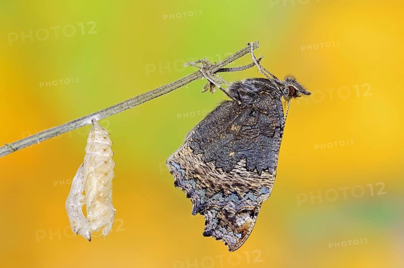Small tortoiseshell (Nymphalis urticae, Aglais urticae) freshly hatched, North Rhine-Westphalia, Germany, Europe