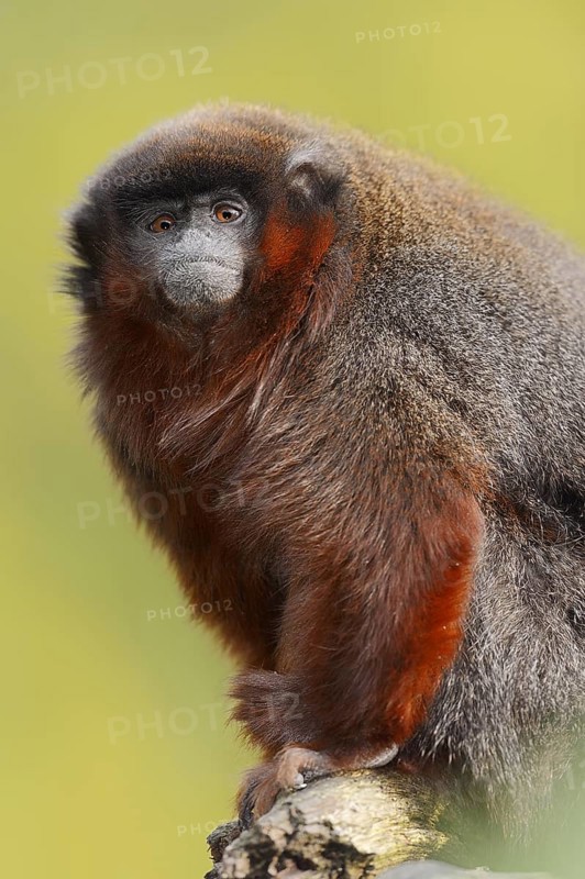 Coppery titi or red titi (Plecturocebus cupreus, Callicebus cupreus), captive, occurring in Brazil and Peru